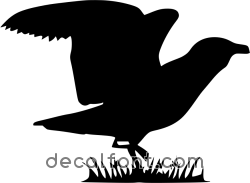 Adesivo Albatros 2